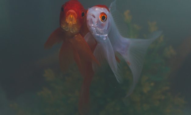La storia inventata di due pesci parlanti